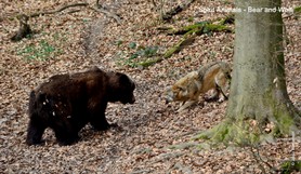 Spirit Animal_Bear and Wolf.jpg