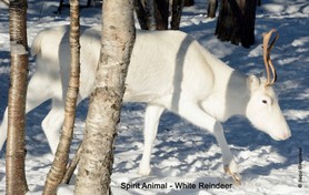 Spirit Animal_White Reindeer.jpg