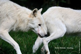 Wolf_Arctic Wolves hunt.jpg
