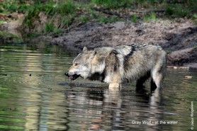 Wolf_At the water.jpg