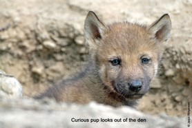 Wolf_Curious Pup by the den.jpg