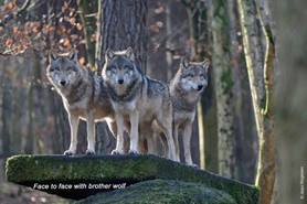 Wolf_Face to face with wolfves.jpg
