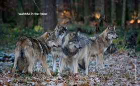Wolf_Watchful in the forest.jpg