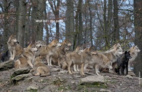 Wolf_Wolf hill.jpg