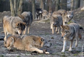 Wolf_the pack.jpg