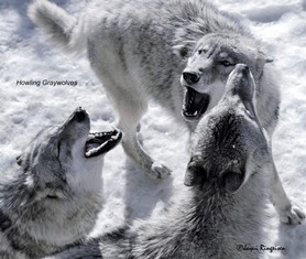 Wolves_Howling (1).jpg