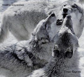 Wolves_Howling (2).jpg