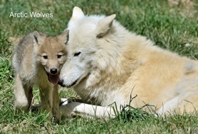 Arctic Wolves.jpg